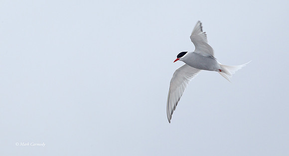 MC005093 Antarctic Tern