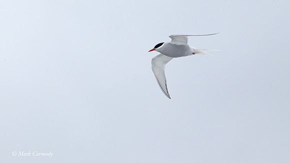 MC005103 (1) Antarctic Tern