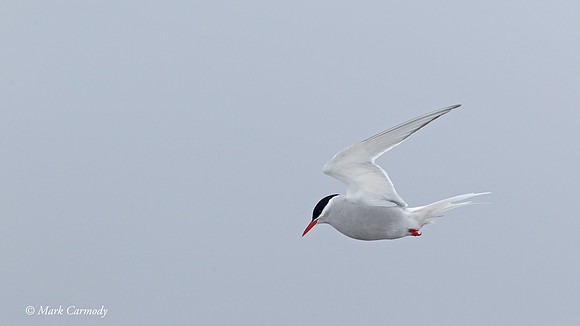 MC005120 (1) Antarctic Tern