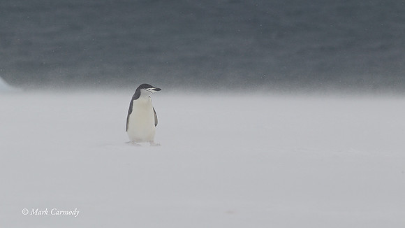 MC005156 Antarctic Chinstrap