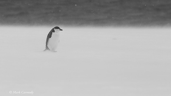 MC005158 (1) Chinstrap blizzard