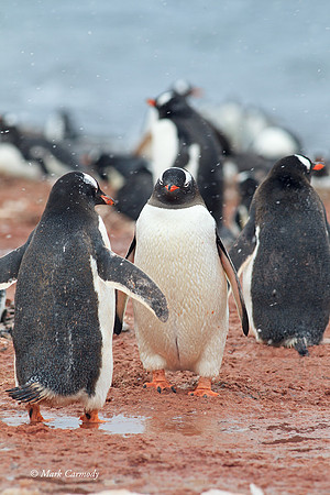MC005319 Gentoo face off