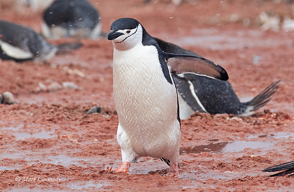 MC005333 Chinstrap walking