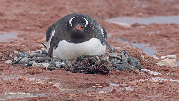 MC005362 Gentoo Head on
