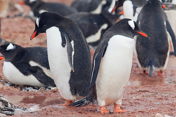 MC005394 Gentoo pair