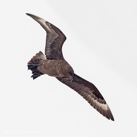 MC005409 South Polar Skua