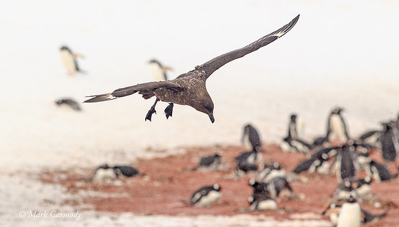 MC005415 South Polar Skua hunting