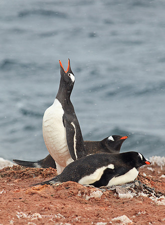 MC005423 Gentoo cry triple