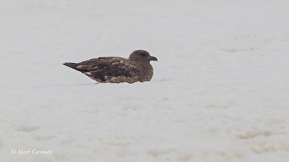 MC005432 South Polar Skua snow