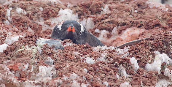 MC005484 Gentoo nest mud