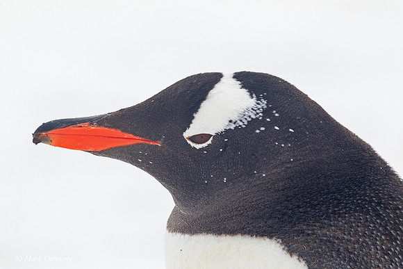 MC005511 Gentoo head portrait