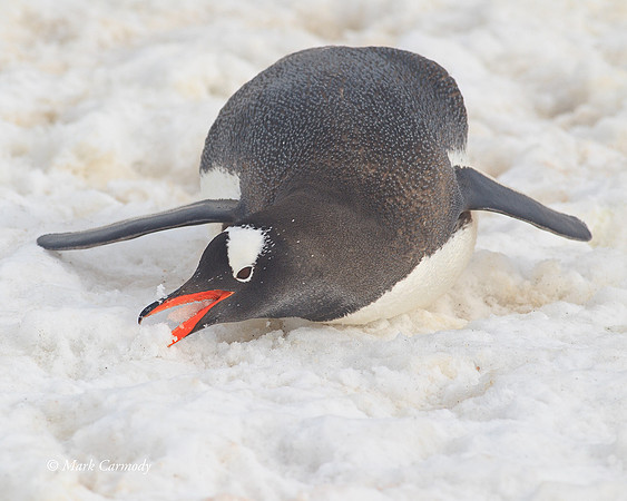 MC005527 Gentoo eating snow
