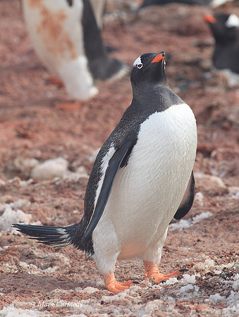 MC005577 Gentoo portrait