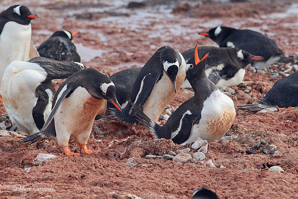 MC005583 Antarctic Gentoo