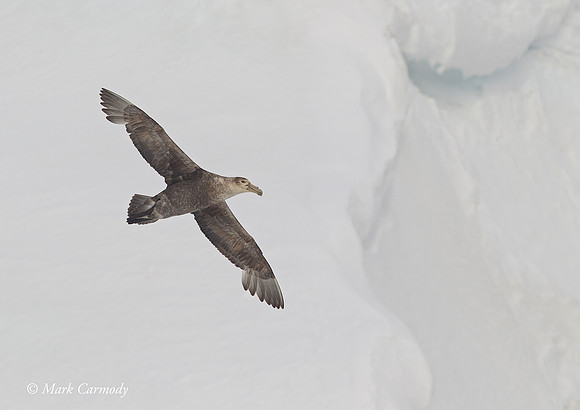 MC005597 Southern Giant Petrel