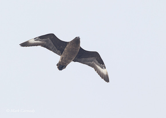 MC005618 South Polar Skua