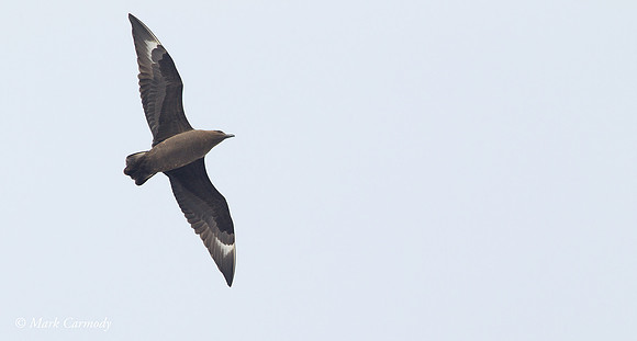 MC005660 South Polar Skua