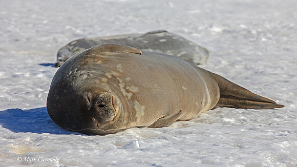 MC__5659 Weddell Seal