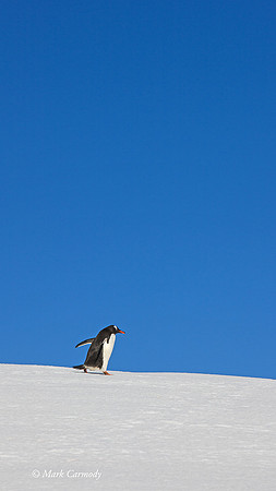 MC__5668 Gentoo Ridge