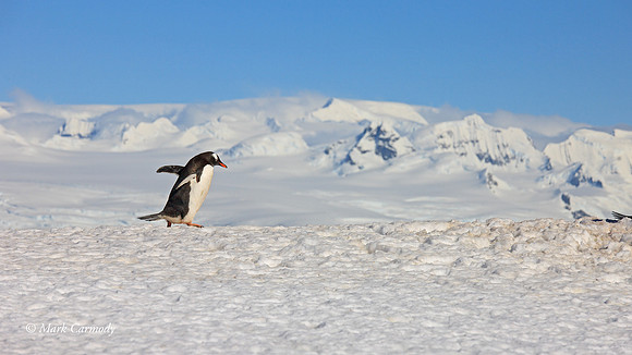 MC__5685 Gentoo