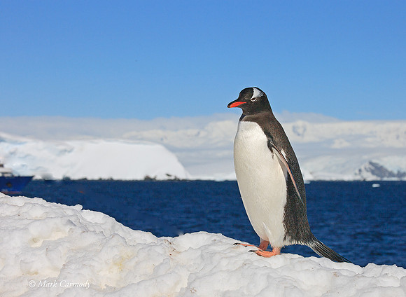 MC__5699 Gentoo portrait