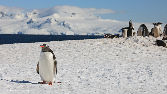 MC__5713 Gentoo off colony