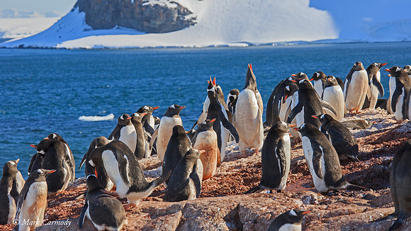 MC__5772 Gentoo colony