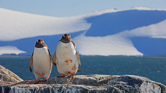 MC__5774 Gentoo pair