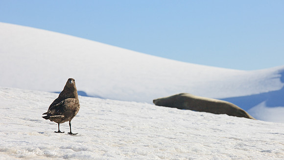 MC__5814 Antarctic Skua and Weddell Seal