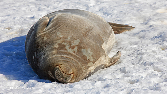 MC__5821 Weddell Seal