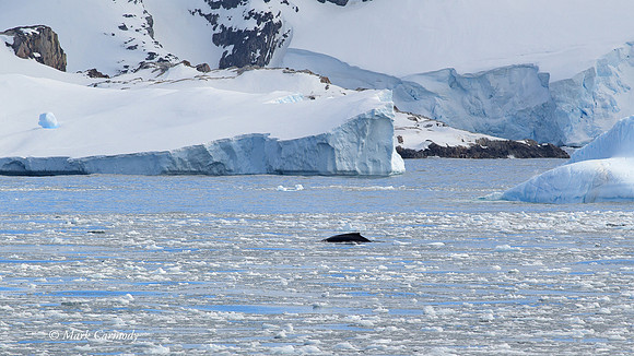 MC005732 Humpback whale