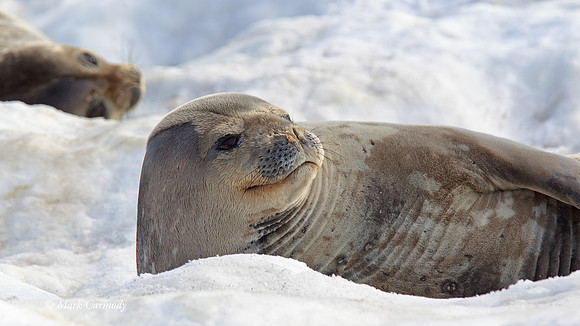 MC005826 Weddell Seal