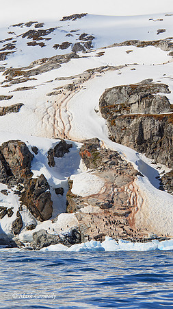 MC005902 Adelie Antarctic colony