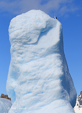 MC005924 Antarctic Shag