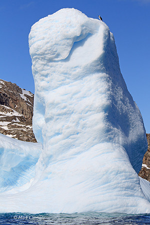 MC005945 Antarctic Shag on Iceberg