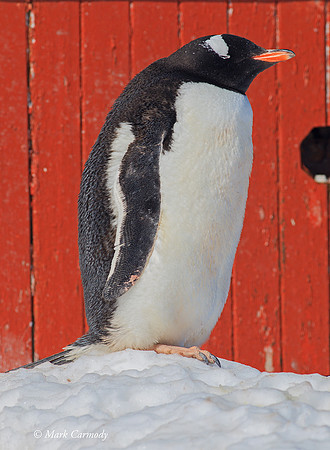 MC006018 Gentoo Portrait