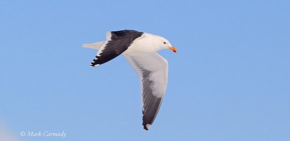 MC006044 Kelp Gull