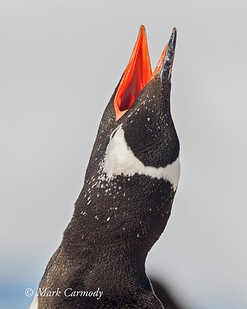 MC006097 Gentoo scream