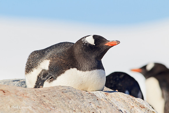 MC006104 Snoozing gentoo