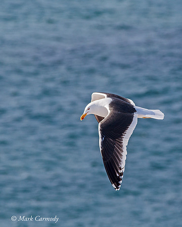 MC006121 Kelp Gull