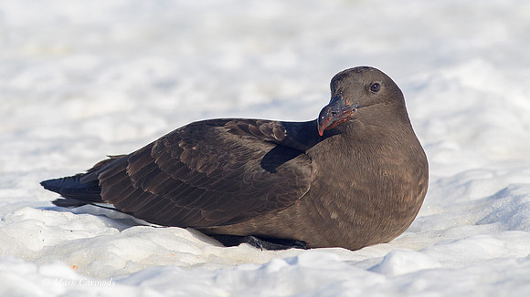 MC006167 Antarctic Skua