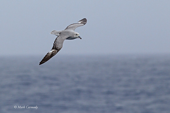 MC006212 Southern Fulmar