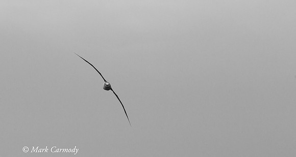 MC006221 Black-browed juvw