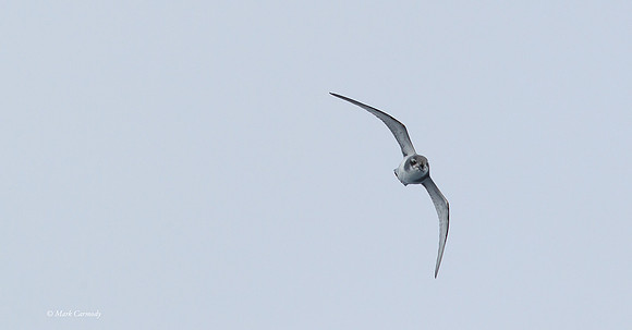 MC006709 Antarctic Prion headon