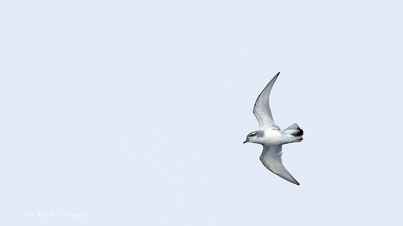 MC006714 Antarctic Prion