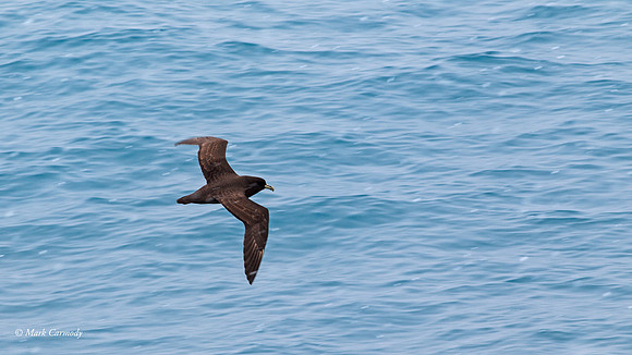 MC009420 White-chinned Petrel