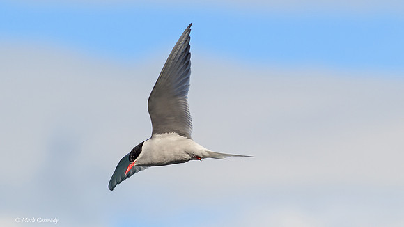 MC009642 Antarctic Tern