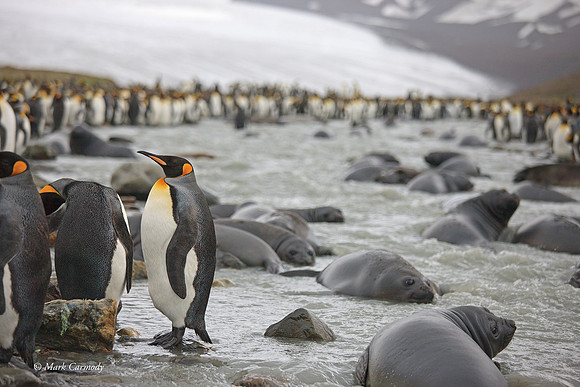 MC__0364 King Penguin weaners