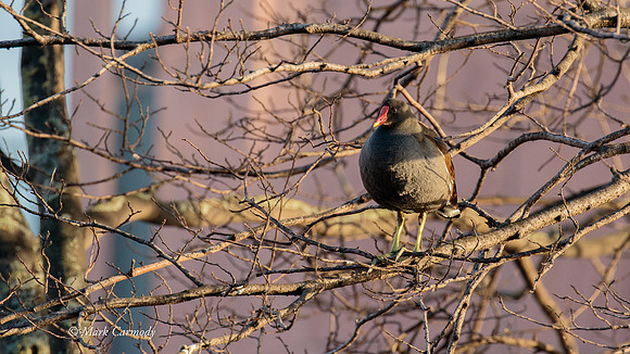 MC7D2545 Moorhen