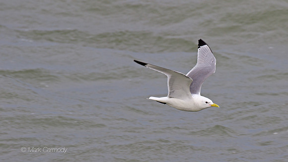MC7D3050 Kittiwake